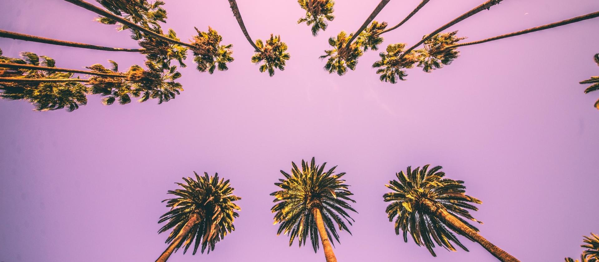 Charakterystyczne palmy w Beverly Hills, Kalifornia